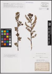 Foto von Salix cinerea L.